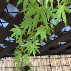 紅葉🍁もみじ苗木③の画像