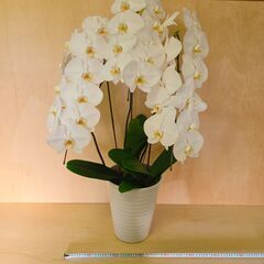 ✨胡蝶蘭　白　1鉢 100cm超え 大きいサイズ　観葉植物　鉢付きの画像