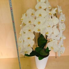 ✨胡蝶蘭　白　1鉢 100cm超え 大きいサイズ　観葉植物　鉢付きの画像