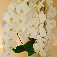 ✨胡蝶蘭　白　1鉢 100cm超え 大きいサイズ　観葉植物　鉢付きの画像