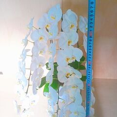 ✨ 胡蝶蘭　白　1鉢 85cm超え 観葉 インテリア 鉢付きの画像