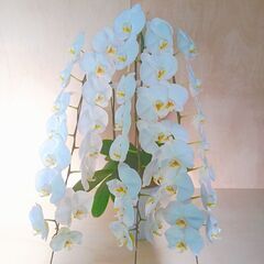 ✨ 胡蝶蘭　白　1鉢 85cm超え 観葉 インテリア 鉢付きの画像