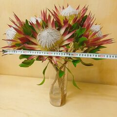 ✨ プロテア　マディバレッド　5本　生花 ネイティブ　スワッグの画像