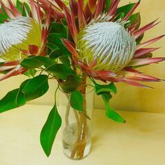 ✨ プロテア　マディバレッド　5本　生花 ネイティブ　スワッグの画像