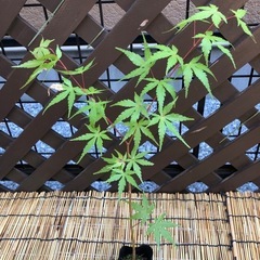紅葉🍁もみじ苗木④の画像