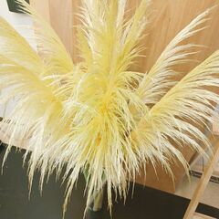✨ パンパスグラス　110~140cm 10本 花材  ドライ インテリアの画像