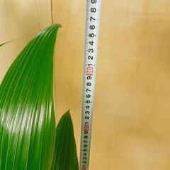 ✨ ココヤシ 2鉢 鉢付き 95cmと105cm 観葉植物　椰子の実 ヤシの実 ココナッツの画像