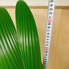 ✨ ココヤシ 2鉢 鉢付き 95cmと105cm 観葉植物　椰子の実 ヤシの実 ココナッツの画像