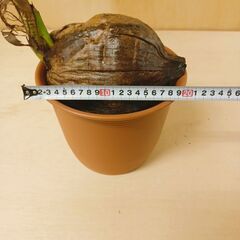 ✨ ココヤシ 2鉢 鉢付き 95cmと105cm 観葉植物　椰子の実 ヤシの実 ココナッツの画像