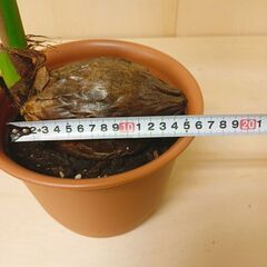 ✨ ココヤシ 2鉢 鉢付き 95cmと105cm 観葉植物　椰子の実 ヤシの実 ココナッツの画像