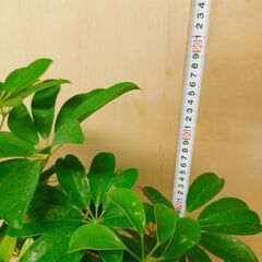 ✨シェフレラ　2鉢　観葉植物　鉢付き　濃い緑がきれいな観葉植物です。　インテリアの画像