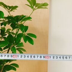 ✨シェフレラ　2鉢　観葉植物　鉢付き　濃い緑がきれいな観葉植物です。　インテリアの画像