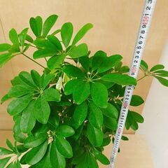 ✨シェフレラ　2鉢　観葉植物　鉢付き　濃い緑がきれいな観葉植物です。　インテリアの画像