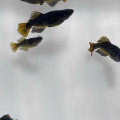 カイジ　若魚　20匹の画像