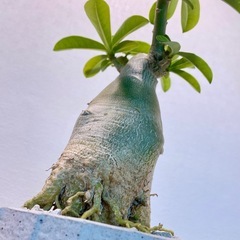 太幹	存在感！アデニウム・オベスム 一点もの株の画像