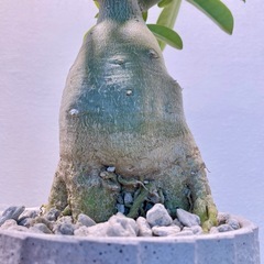 太幹	存在感！アデニウム・オベスム 一点もの株の画像