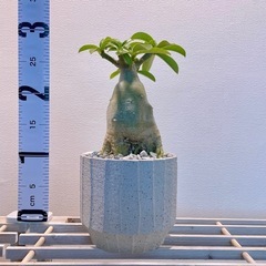 太幹	存在感！アデニウム・オベスム 一点もの株の画像