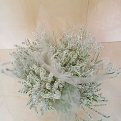 ⭐ 50本 スターチス 柳咲きホワイト（リモニウム） 生花　花束 ドライフラワー 花材の画像