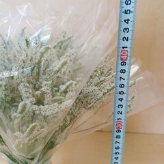 ⭐ 50本 スターチス 柳咲きホワイト（リモニウム） 生花　花束 ドライフラワー 花材の画像
