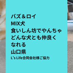 鹿角ドッグガムのモニター募集！ - ペット