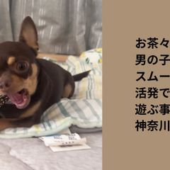 鹿角ドッグガムのモニター募集！ − 岩手県