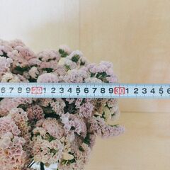 ⭐ スターチス「ヴィンテージアッシュ」　50本 　レアカラーアッシュ 生花 花束 ドライフラワーの画像