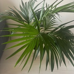 ケンチャヤシ観葉植物【元値14,000円】の画像