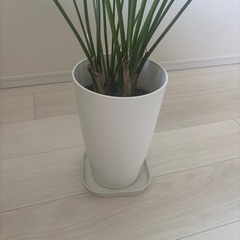 ケンチャヤシ観葉植物【元値14,000円】の画像