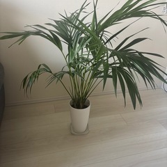 ケンチャヤシ観葉植物【元値14,000円】の画像