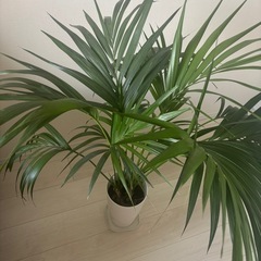 ケンチャヤシ観葉植物【元値14,000円】の画像