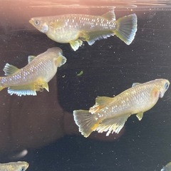夢中メダカ様血統　フロマージュ　10匹の画像