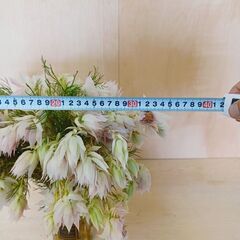 ⭐ セルリア 「 ブラッシングブライト 白」 25本 生花 ネイティブ  花束 ドライ花材の画像