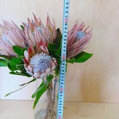 ⭐ プロテア 「キングプロテア 」 5本 生花 ネイティブ  花束 ドライ花材の画像