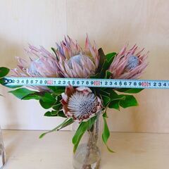 ⭐ プロテア 「キングプロテア 」 5本 生花 ネイティブ  花束 ドライ花材の画像