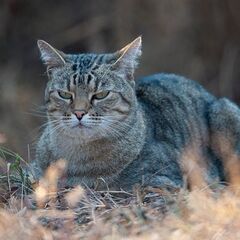 招き猫の文化史第６話～「精神の招き猫」の根本経典－『寛平御記』王位を招く猫－の画像