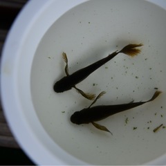 メダカ　五色ヒレナガ若魚10匹　めだかの画像