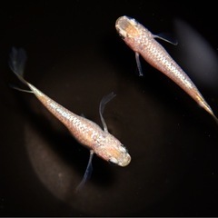 メダカ　すずらん松井ヒレナガ　若魚10匹　めだかの画像