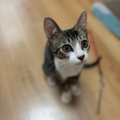 🌸優しい性格のキジシロの男の子🌸4カ月❇️