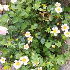 マルバストラム🌺💛根付き抜き苗決まりました🙋の画像