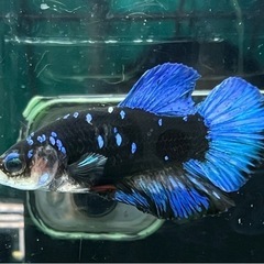 ベタの画像