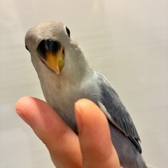 コザクラインコ　バイオレットオパーリン