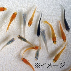 MIXメダカ【数量限定】の画像