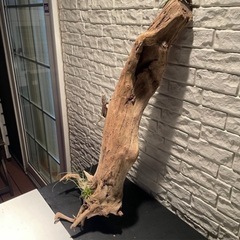 流木の画像