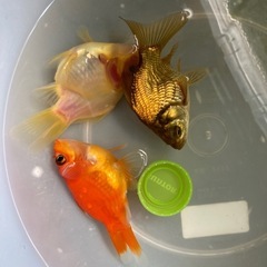 玉サバ御三家セットの画像
