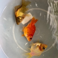 玉サバ御三家セットの画像