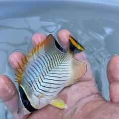 海水魚の画像