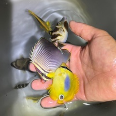 海水魚の画像