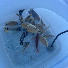 海水魚の画像