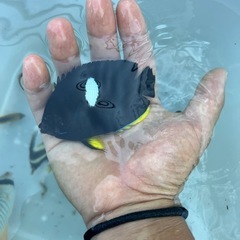 海水魚の画像