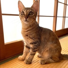 才色兼備！！スリムです！美猫です♡